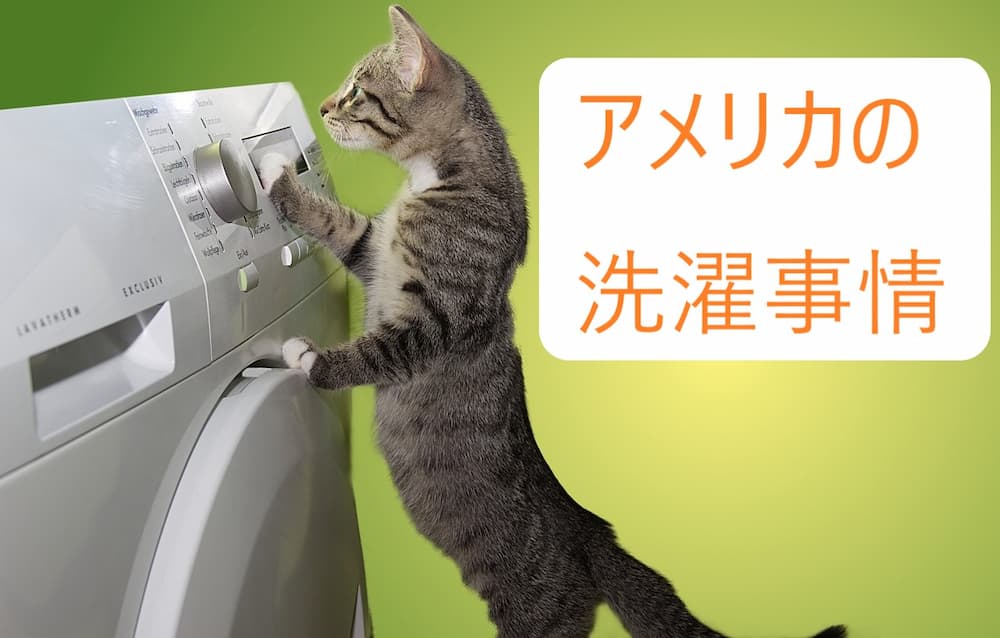 洗濯機と猫